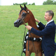 East Coast Arabian Championships 2019