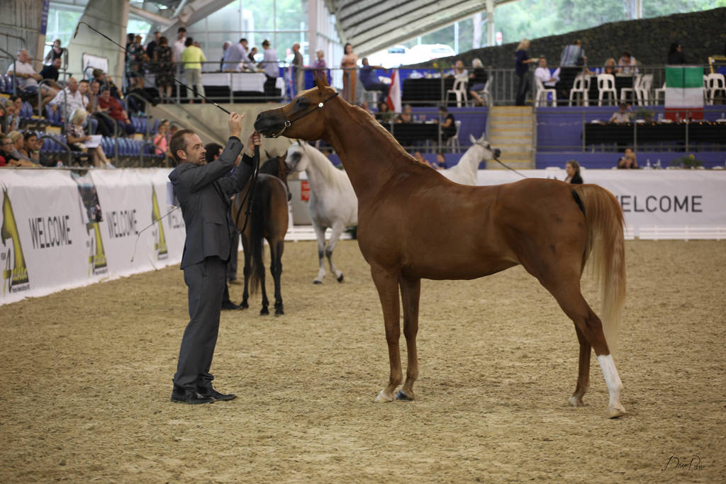 East Coast Arabian Championships 2019