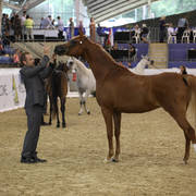 East Coast Arabian Championships 2019