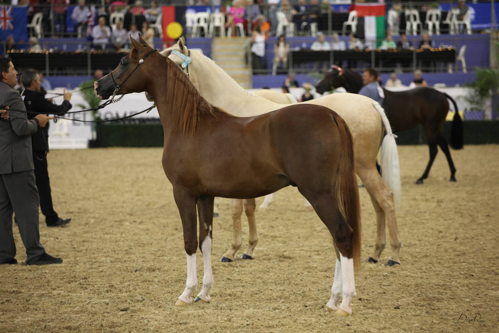 East Coast Arabian Championships 2019