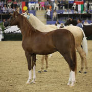 East Coast Arabian Championships 2019