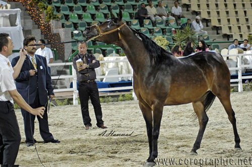 NATIONAL CHAMPION MARE - GAZALAH EL GABRY - SIRE: EL BASHA SAKR
DAM: KONOOZ
OWNER: El Gabry
BREEDER: El Gabry