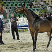 NATIONAL CHAMPION MARE - GAZALAH EL GABRY - SIRE: EL BASHA SAKR
DAM: KONOOZ
OWNER: El Gabry
BREEDER: El Gabry