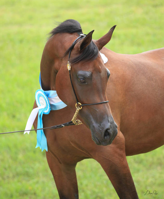 East Coast Arabian Championships 2019