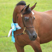 East Coast Arabian Championships 2019