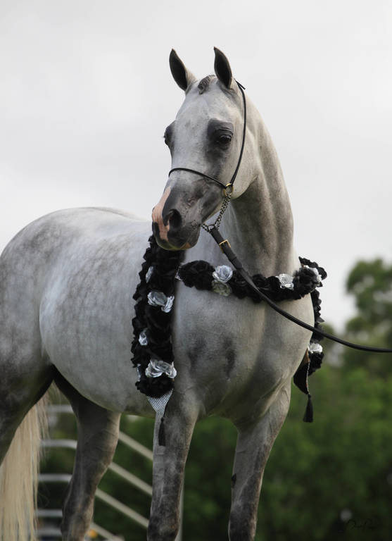 East Coast Arabian Championships 2019