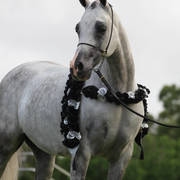 East Coast Arabian Championships 2019