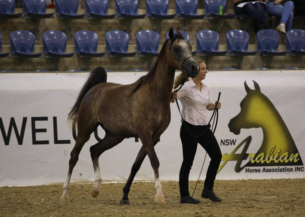 East Coast Arabian Championships 2019