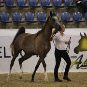 East Coast Arabian Championships 2019