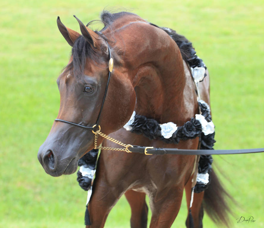 East Coast Arabian Championships 2019