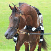 East Coast Arabian Championships 2019