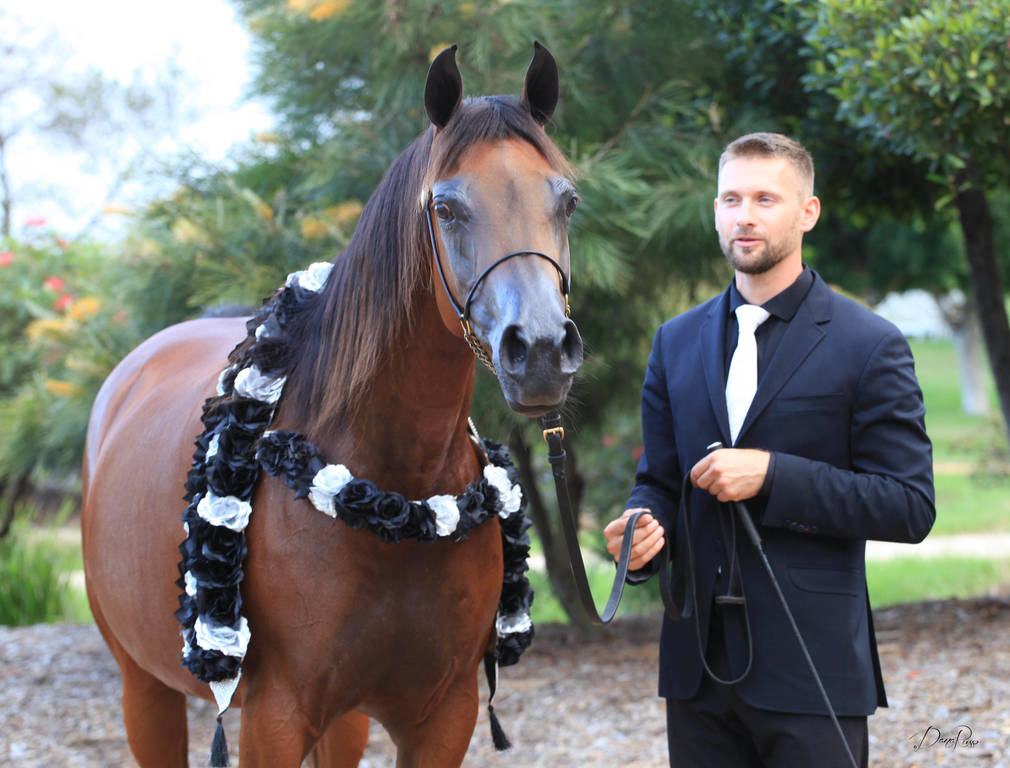 East Coast Arabian Championships 2019