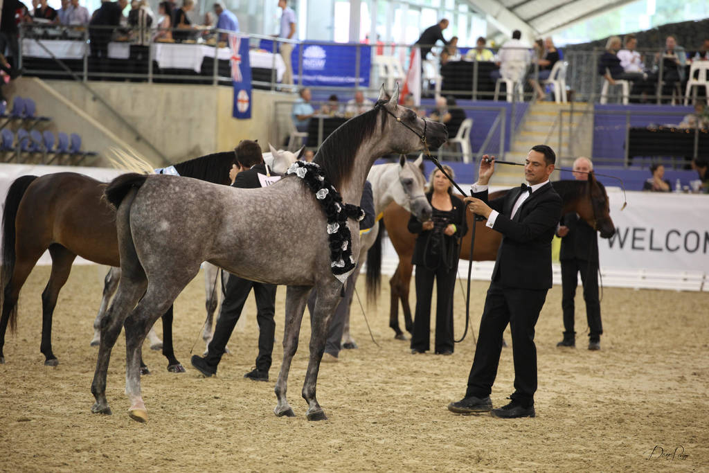 East Coast Arabian Championships 2019