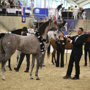 East Coast Arabian Championships 2019