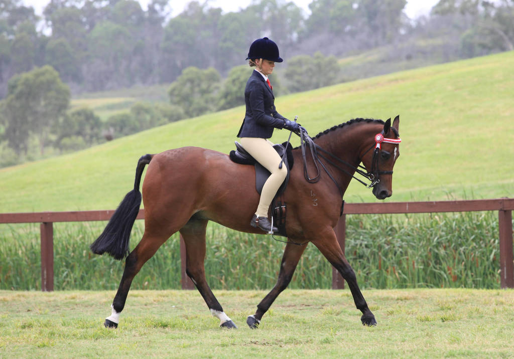 East Coast Arabian Championships 2019