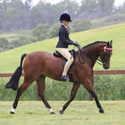 East Coast Arabian Championships 2019