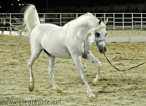 NATIONAL CHAMPION STALLION - HAMRA ALIGANCE - 11/05/1998
SIRE: ALI VALENTINO
DAM: SONBOHLA MUSICL
OWNER: EL FARIDA
BREEDER: GUBBIOTTI - ITALY