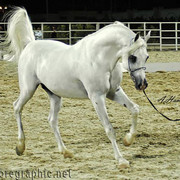NATIONAL CHAMPION STALLION - HAMRA ALIGANCE - 11/05/1998
SIRE: ALI VALENTINO
DAM: SONBOHLA MUSICL
OWNER: EL FARIDA
BREEDER: GUBBIOTTI - ITALY