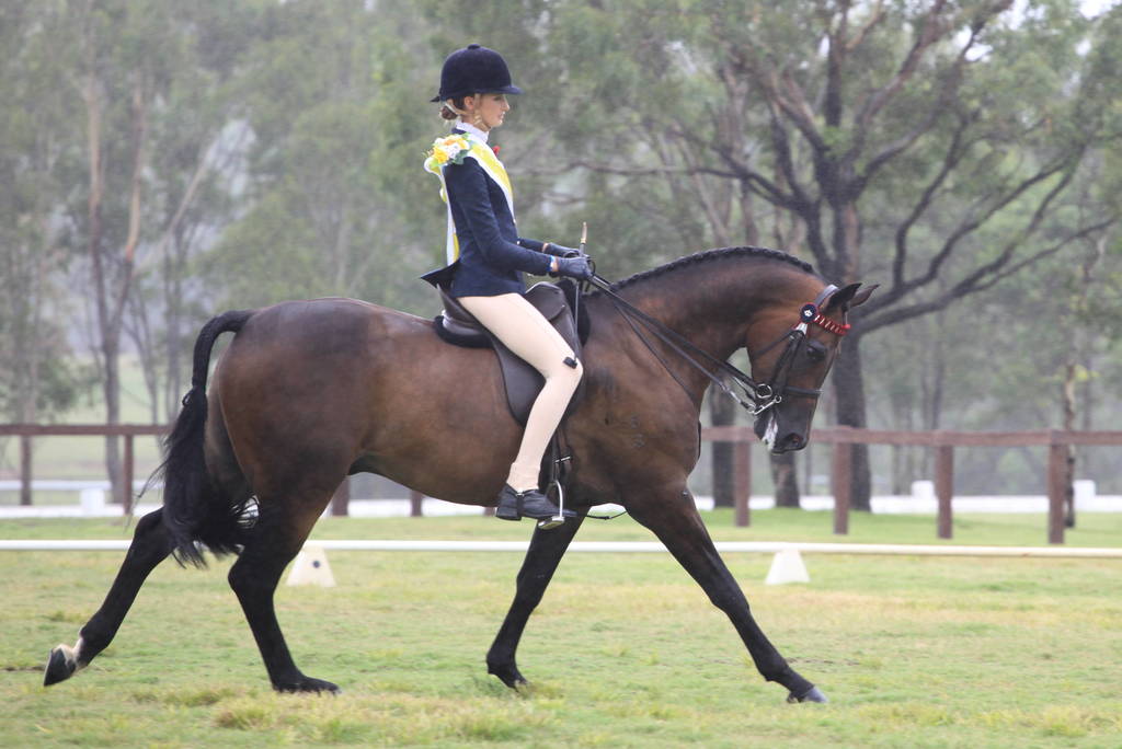 East Coast Arabian Championships 2019