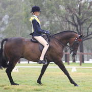 East Coast Arabian Championships 2019