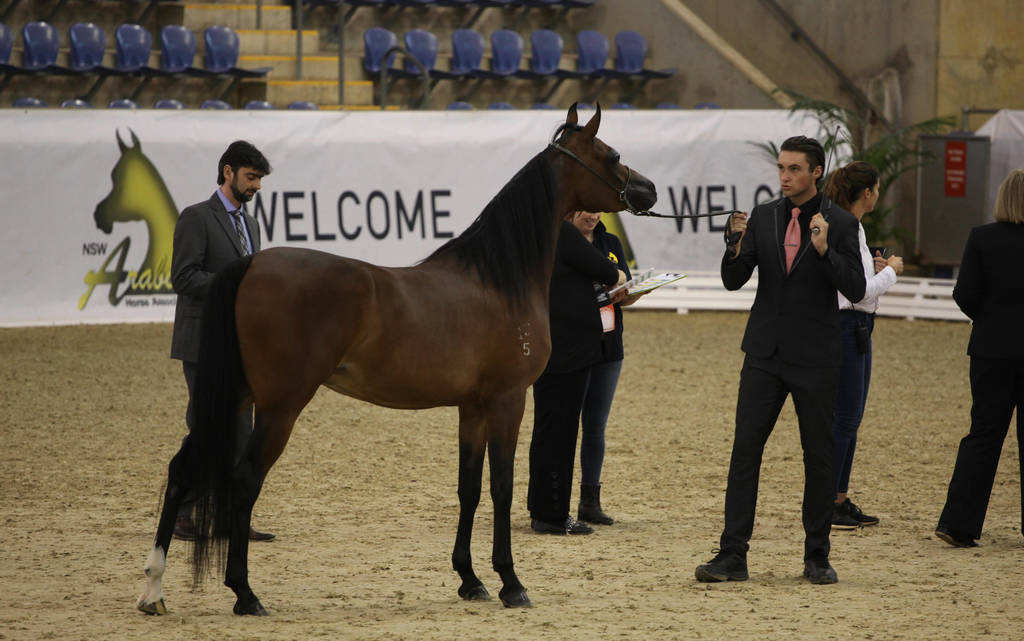 East Coast Arabian Championships 2019
