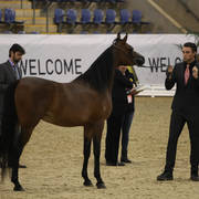 East Coast Arabian Championships 2019