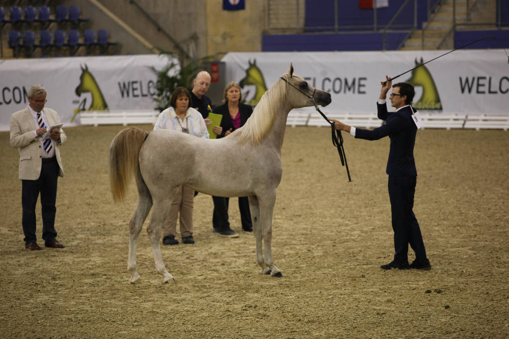 East Coast Arabian Championships 2019