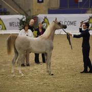 East Coast Arabian Championships 2019