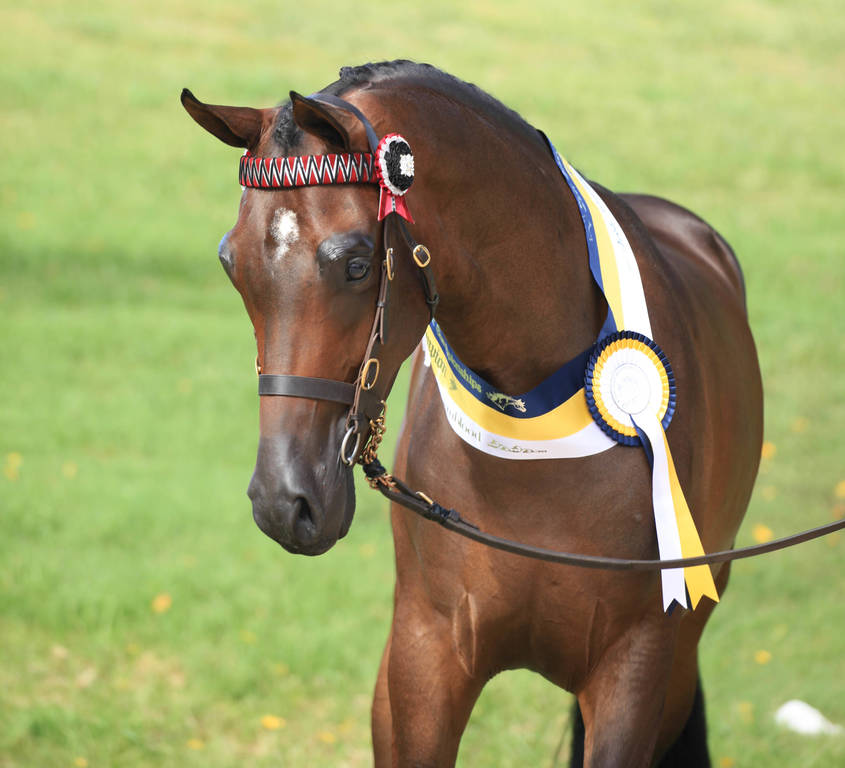 East Coast Arabian Championships 2019