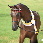 East Coast Arabian Championships 2019