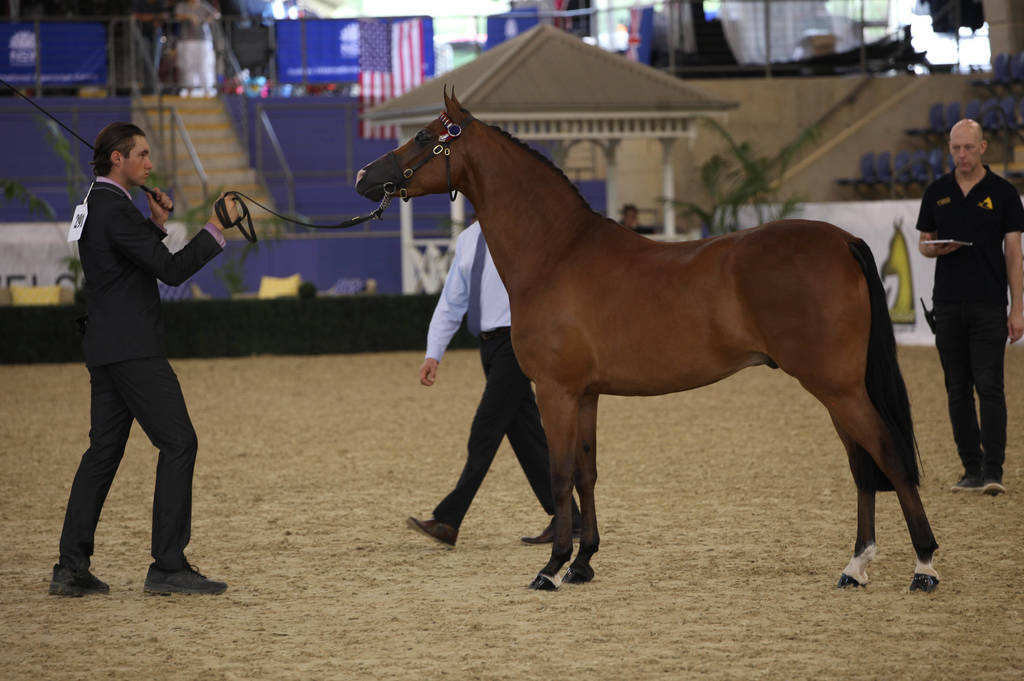 East Coast Arabian Championships 2019