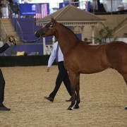 East Coast Arabian Championships 2019