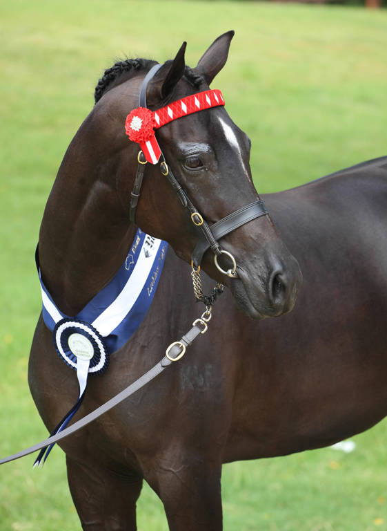 East Coast Arabian Championships 2019