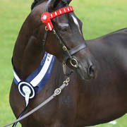 East Coast Arabian Championships 2019