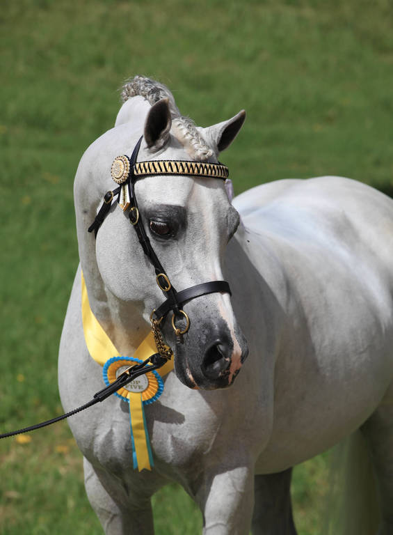 East Coast Arabian Championships 2019