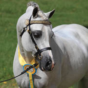 East Coast Arabian Championships 2019