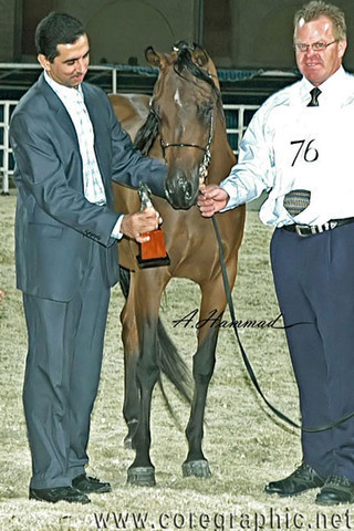 General Show Photos - Winner of Most Classic Head Mares 