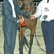 General Show Photos - Winner of Most Classic Head Mares 