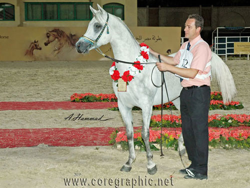 RESERVE JUNIOR CHAMPION COLT - JAMIL AL RAYAAN - 03/10/2005
SIRE: ANSATA HEJAZI
DAM: DANA AL RAYAAN
OWNER: AL BAIDAA & EL GABRY
BREEDER: ALRAYAAN FARM - QATAR