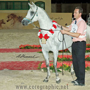 RESERVE JUNIOR CHAMPION COLT - JAMIL AL RAYAAN - 03/10/2005
SIRE: ANSATA HEJAZI
DAM: DANA AL RAYAAN
OWNER: AL BAIDAA & EL GABRY
BREEDER: ALRAYAAN FARM - QATAR