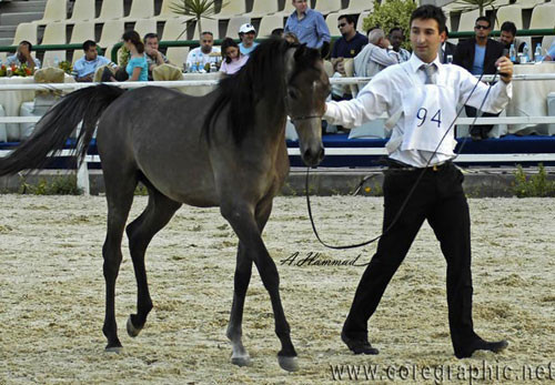 JUNIOR CHAMPION COLT - ADHAM SAKR - 02/01/2007
SIRE: IMPERIAL MADORI
DAM: AMIRA SAKR
OWNER: EL FARIDA
BREEDER: SAKR
