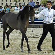 JUNIOR CHAMPION COLT - ADHAM SAKR - 02/01/2007
SIRE: IMPERIAL MADORI
DAM: AMIRA SAKR
OWNER: EL FARIDA
BREEDER: SAKR
