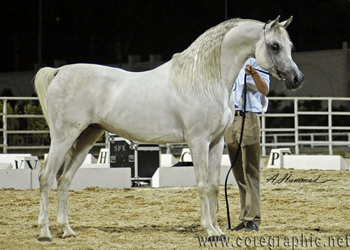 General Show Photos - Winner of Most Classic Head 