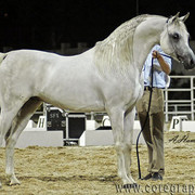 General Show Photos - Winner of Most Classic Head 