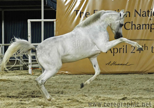 General Show Photos