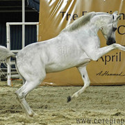 General Show Photos