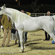 General Show Photos