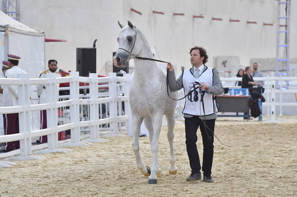 Senior Stallion Gold Champion: Fares Al Rayyan (Ansata Hejazi X G Shafaria)