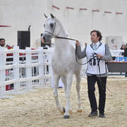 Senior Stallion Gold Champion: Fares Al Rayyan (Ansata Hejazi X G Shafaria)