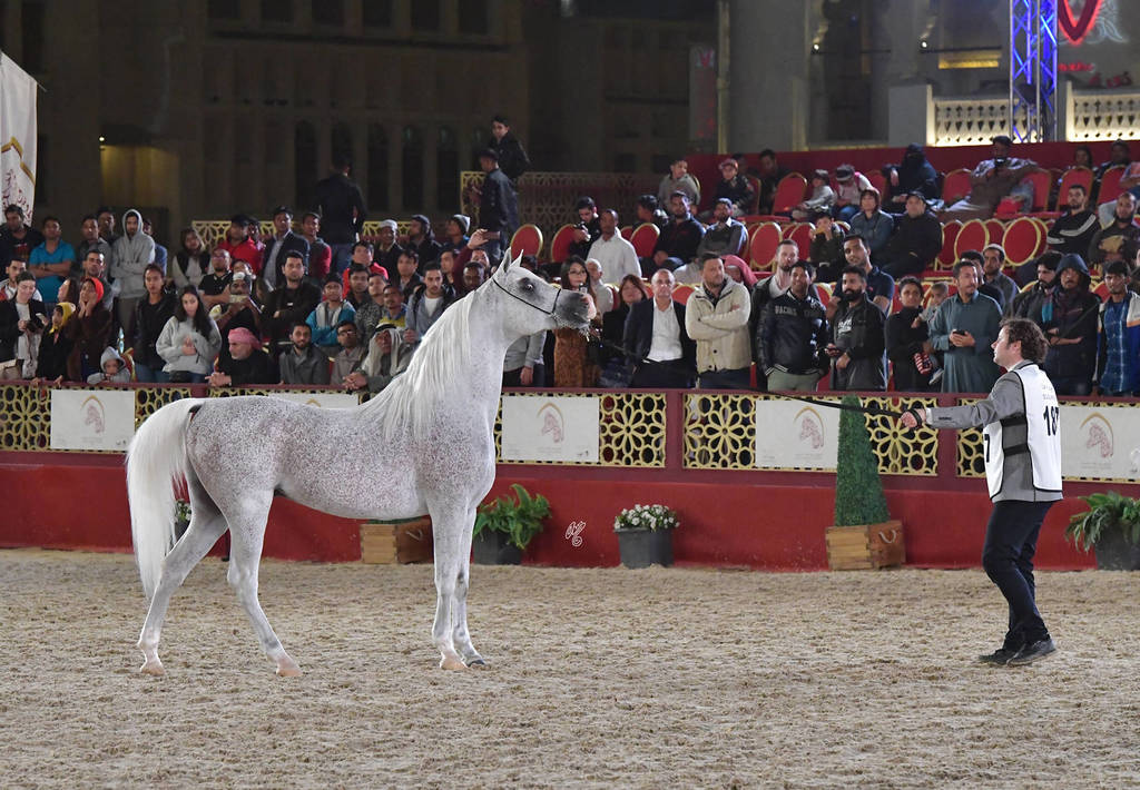 Senior Stallion Gold Champion: Fares Al Rayyan (Ansata Hejazi X G Shafaria)